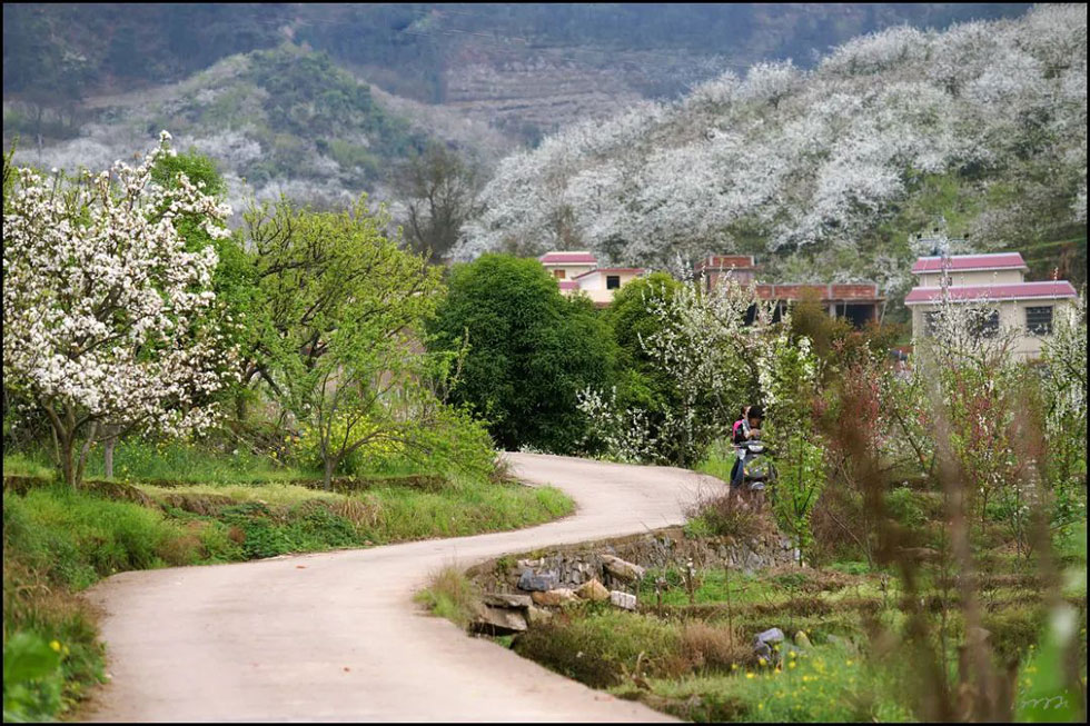 【春天,广西桂林灌阳县向您发出邀请!】我们在灌阳看梨花 - 游山玩水 - 拉萨生活社区 - 拉萨28生活网 lasa.28life.com