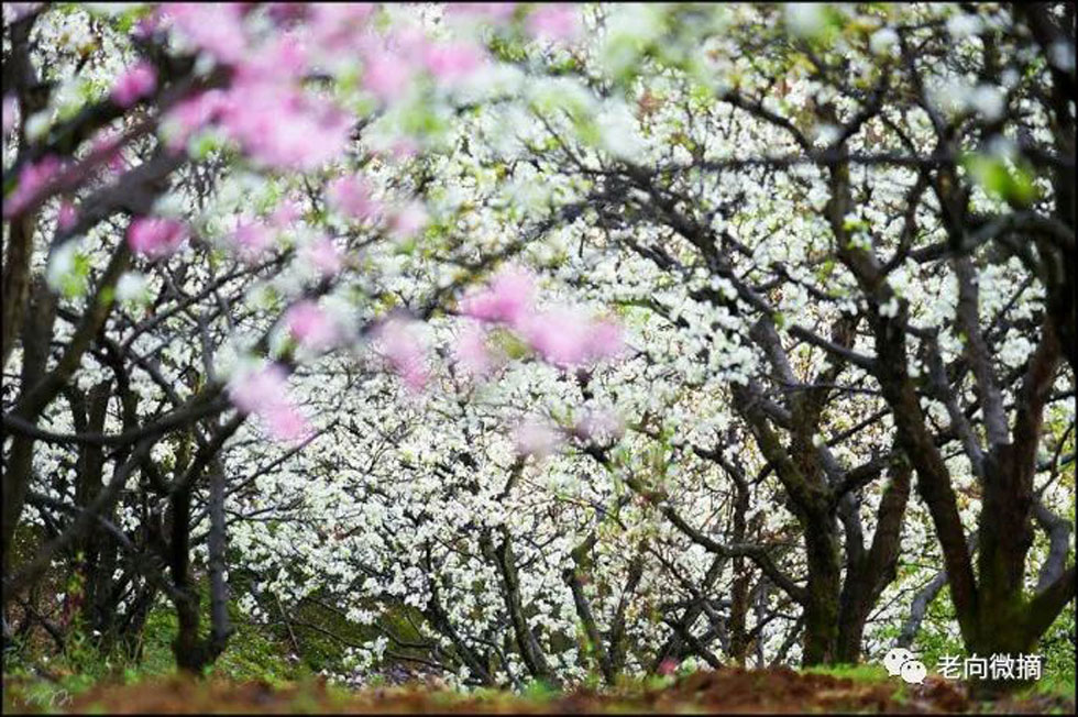 【春天,广西桂林灌阳县向您发出邀请!】我们在灌阳看梨花 - 游山玩水 - 拉萨生活社区 - 拉萨28生活网 lasa.28life.com