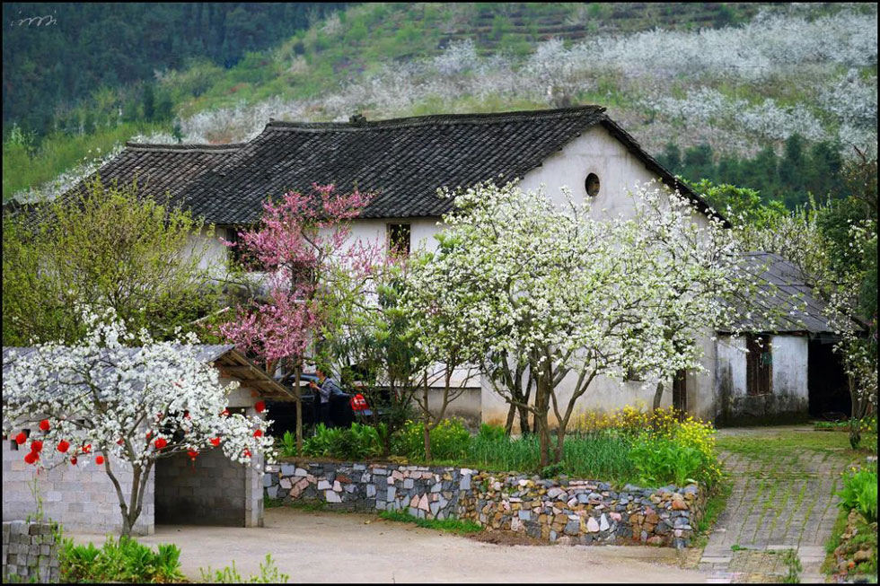 【春天,广西桂林灌阳县向您发出邀请!】我们在灌阳看梨花 - 游山玩水 - 拉萨生活社区 - 拉萨28生活网 lasa.28life.com