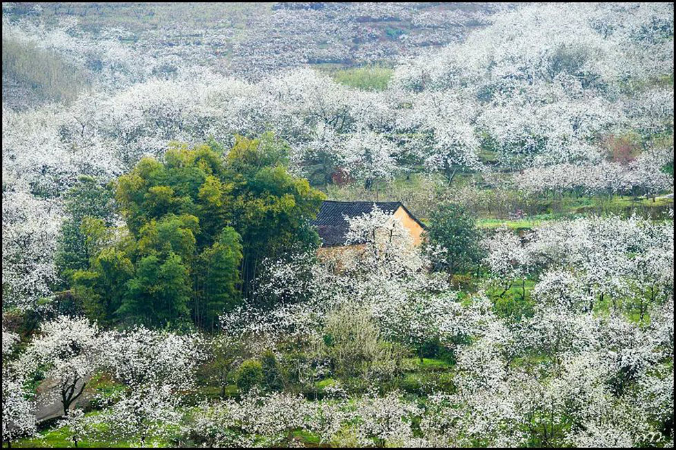 【春天,广西桂林灌阳县向您发出邀请!】我们在灌阳看梨花 - 游山玩水 - 拉萨生活社区 - 拉萨28生活网 lasa.28life.com