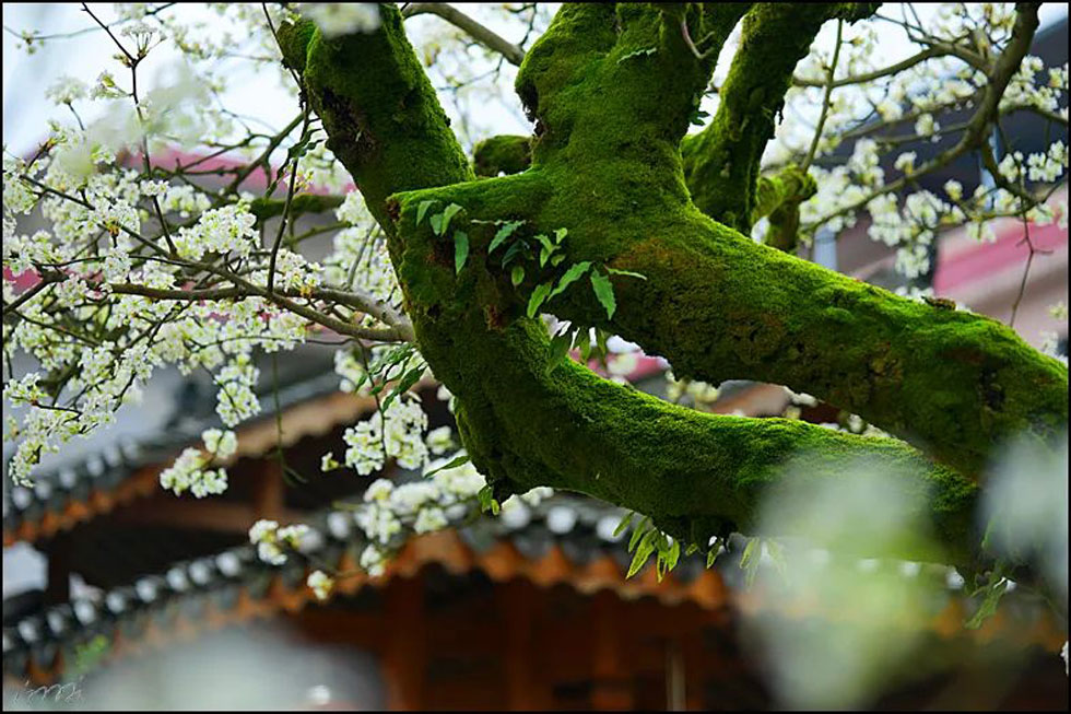 【春天,广西桂林灌阳县向您发出邀请!】我们在灌阳看梨花 - 游山玩水 - 拉萨生活社区 - 拉萨28生活网 lasa.28life.com