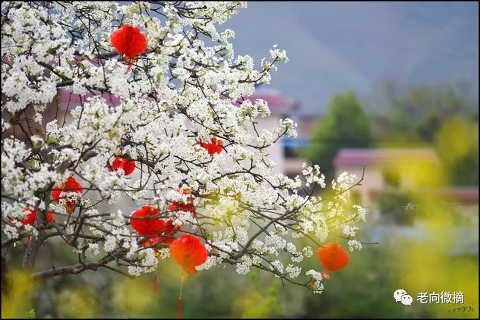 【春天,广西桂林灌阳县向您发出邀请!】我们在灌阳看梨花 - 游山玩水 - 拉萨生活社区 - 拉萨28生活网 lasa.28life.com