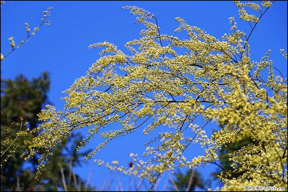 【春天,广西桂林灌阳县向您发出邀请!】米珠山前有片山苍子花在飘香 - 游山玩水 - 拉萨生活社区 - 拉萨28生活网 lasa.28life.com