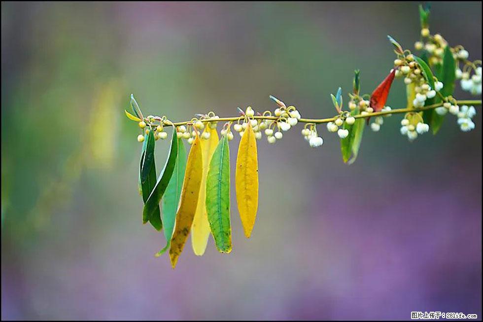 【春天,广西桂林灌阳县向您发出邀请!】米珠山前有片山苍子花在飘香 - 游山玩水 - 拉萨生活社区 - 拉萨28生活网 lasa.28life.com