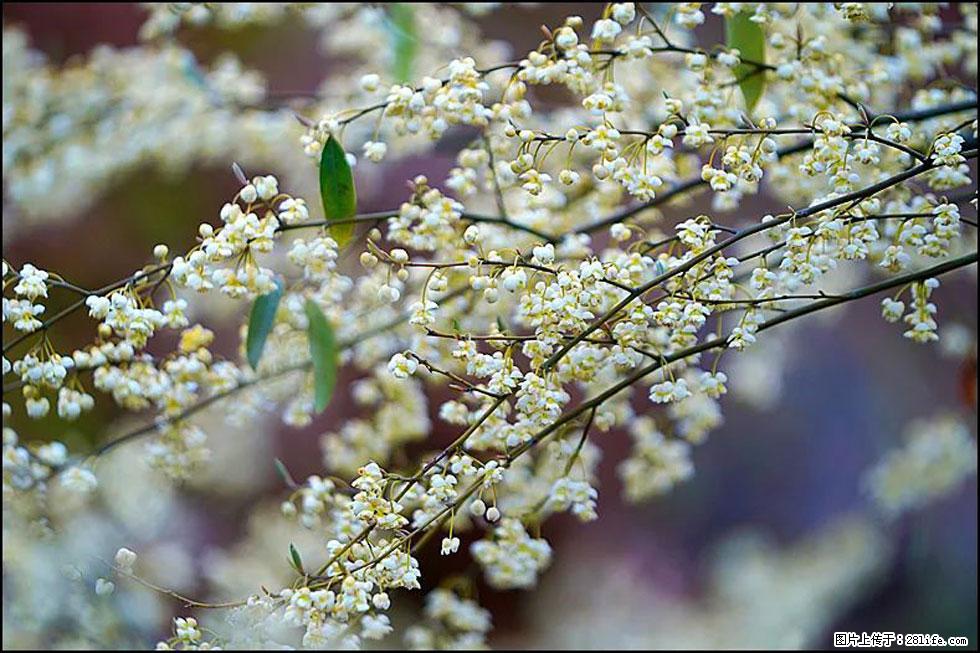 【春天,广西桂林灌阳县向您发出邀请!】米珠山前有片山苍子花在飘香 - 游山玩水 - 拉萨生活社区 - 拉萨28生活网 lasa.28life.com