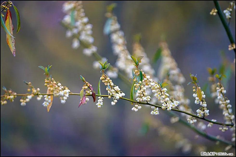 【春天,广西桂林灌阳县向您发出邀请!】米珠山前有片山苍子花在飘香 - 游山玩水 - 拉萨生活社区 - 拉萨28生活网 lasa.28life.com