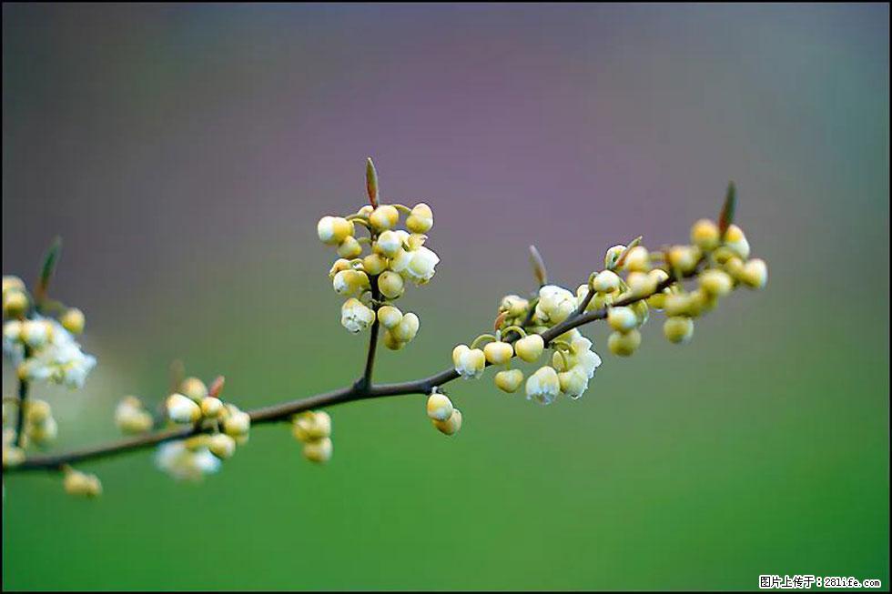 【春天,广西桂林灌阳县向您发出邀请!】米珠山前有片山苍子花在飘香 - 游山玩水 - 拉萨生活社区 - 拉萨28生活网 lasa.28life.com
