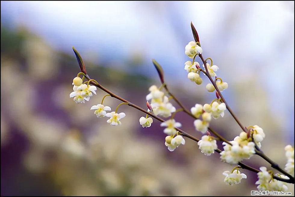 【春天,广西桂林灌阳县向您发出邀请!】米珠山前有片山苍子花在飘香 - 游山玩水 - 拉萨生活社区 - 拉萨28生活网 lasa.28life.com