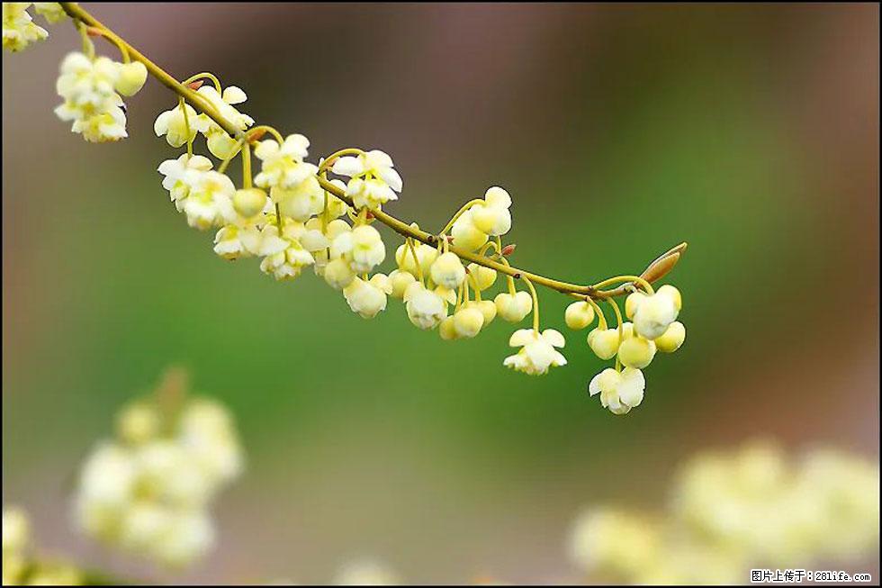 【春天,广西桂林灌阳县向您发出邀请!】米珠山前有片山苍子花在飘香 - 游山玩水 - 拉萨生活社区 - 拉萨28生活网 lasa.28life.com