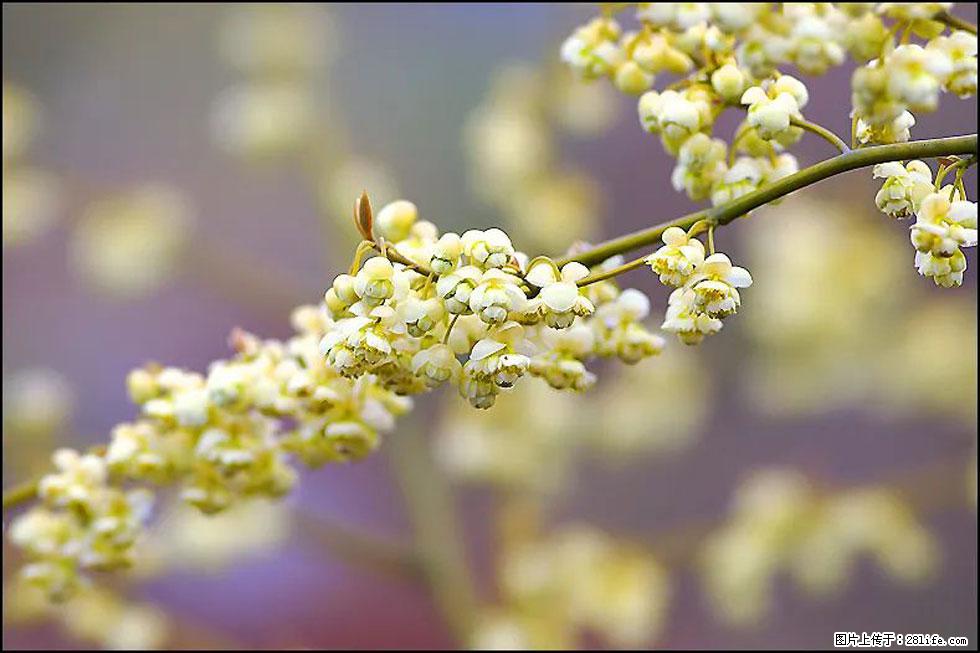 【春天,广西桂林灌阳县向您发出邀请!】米珠山前有片山苍子花在飘香 - 游山玩水 - 拉萨生活社区 - 拉萨28生活网 lasa.28life.com