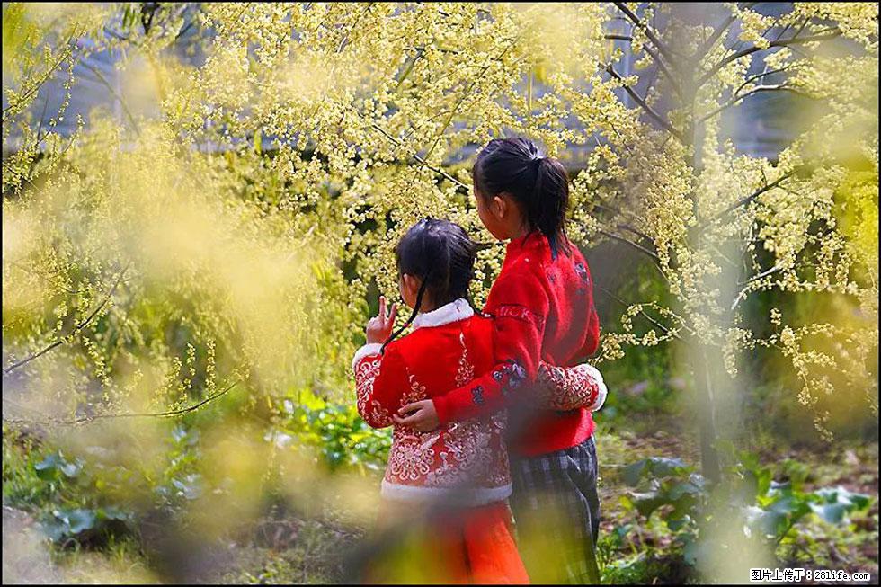 【春天,广西桂林灌阳县向您发出邀请!】米珠山前有片山苍子花在飘香 - 游山玩水 - 拉萨生活社区 - 拉萨28生活网 lasa.28life.com