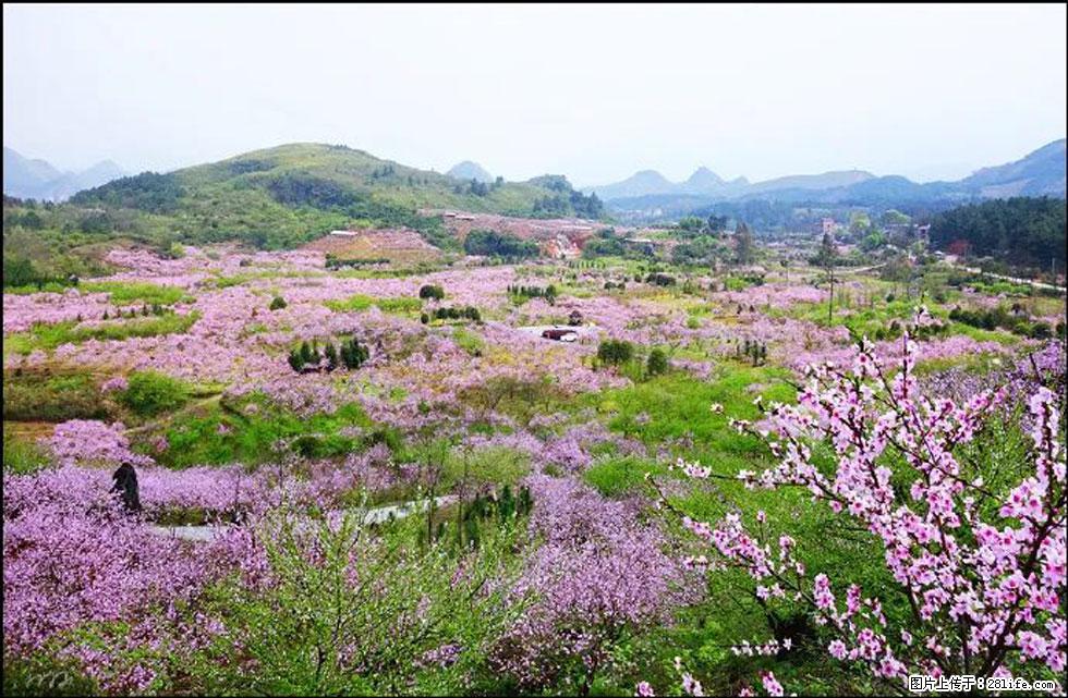 【春天,广西桂林灌阳县向您发出邀请!】官庄村有个醉美的桃花园 - 游山玩水 - 拉萨生活社区 - 拉萨28生活网 lasa.28life.com