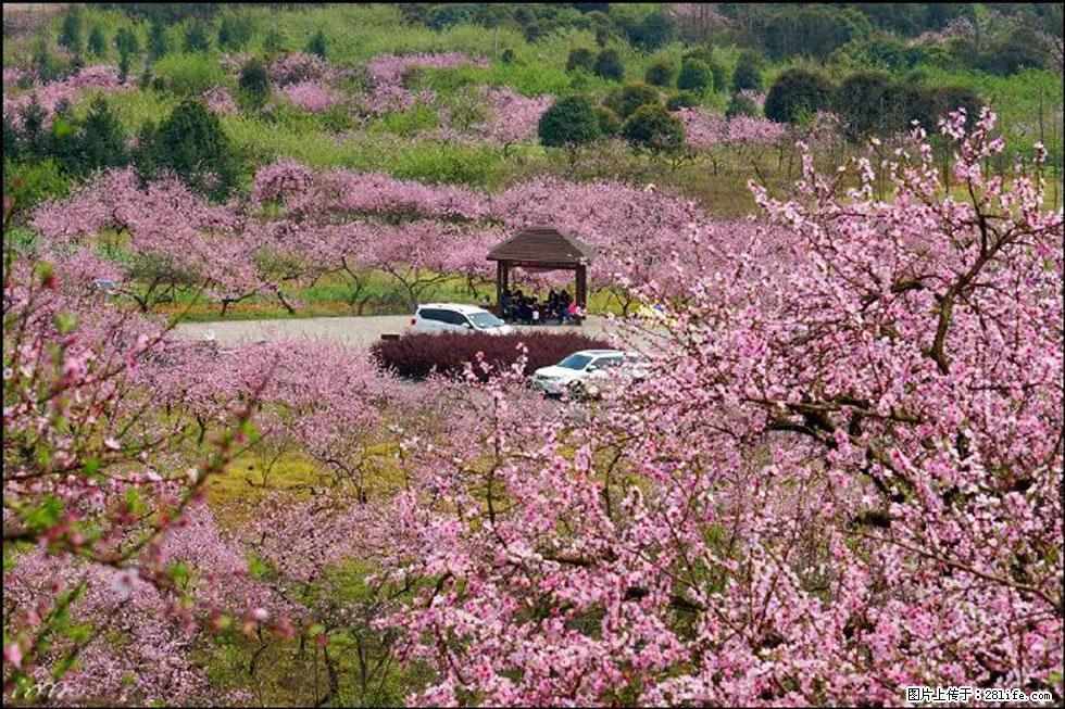 【春天,广西桂林灌阳县向您发出邀请!】官庄村有个醉美的桃花园 - 游山玩水 - 拉萨生活社区 - 拉萨28生活网 lasa.28life.com