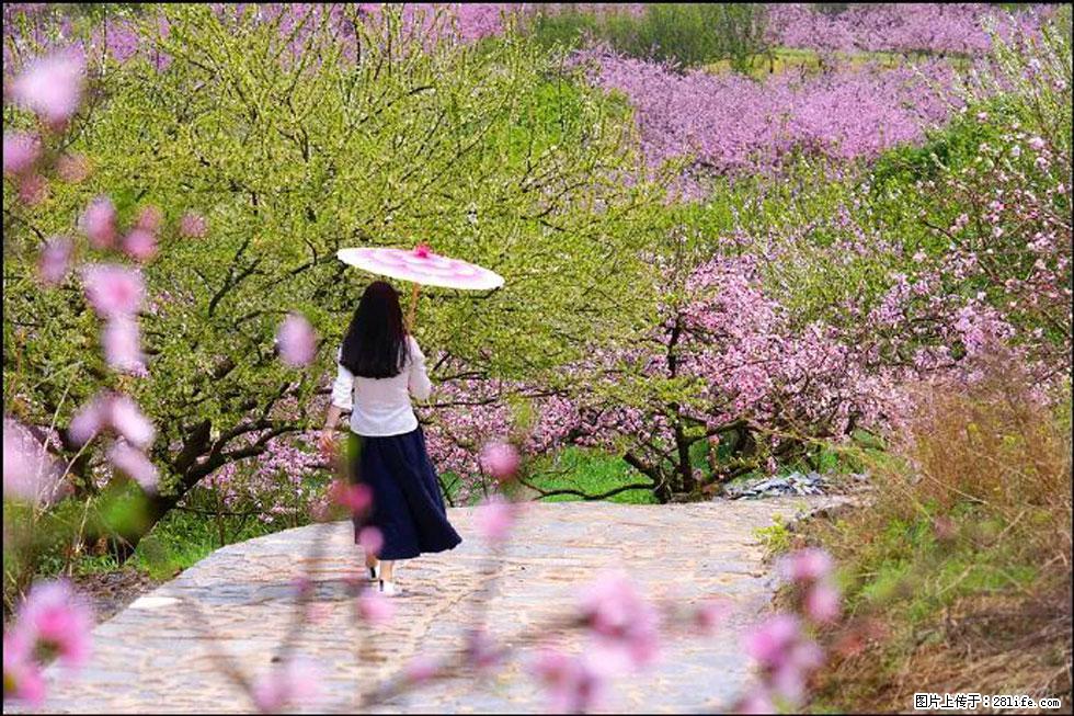 【春天,广西桂林灌阳县向您发出邀请!】官庄村有个醉美的桃花园 - 游山玩水 - 拉萨生活社区 - 拉萨28生活网 lasa.28life.com
