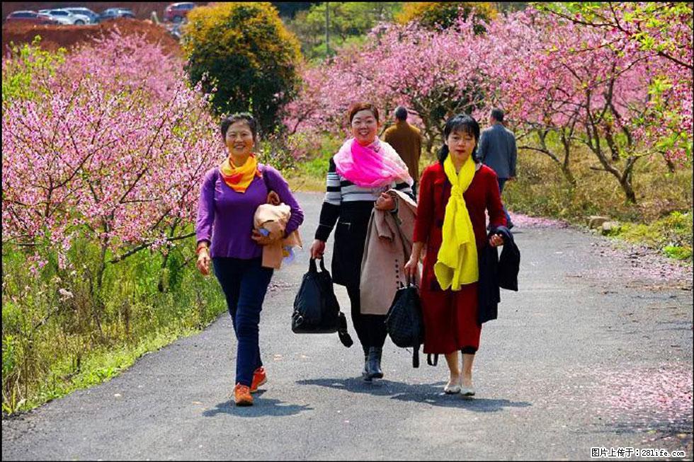 【春天,广西桂林灌阳县向您发出邀请!】官庄村有个醉美的桃花园 - 游山玩水 - 拉萨生活社区 - 拉萨28生活网 lasa.28life.com