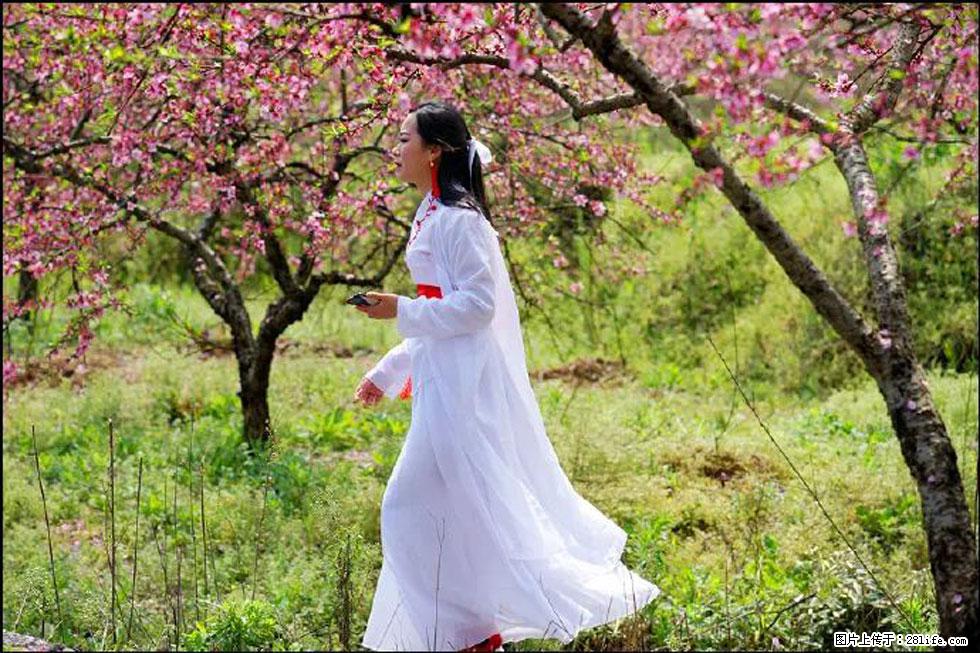 【春天,广西桂林灌阳县向您发出邀请!】官庄村有个醉美的桃花园 - 游山玩水 - 拉萨生活社区 - 拉萨28生活网 lasa.28life.com