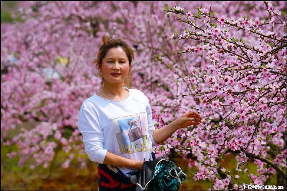 【春天,广西桂林灌阳县向您发出邀请!】官庄村有个醉美的桃花园 - 游山玩水 - 拉萨生活社区 - 拉萨28生活网 lasa.28life.com