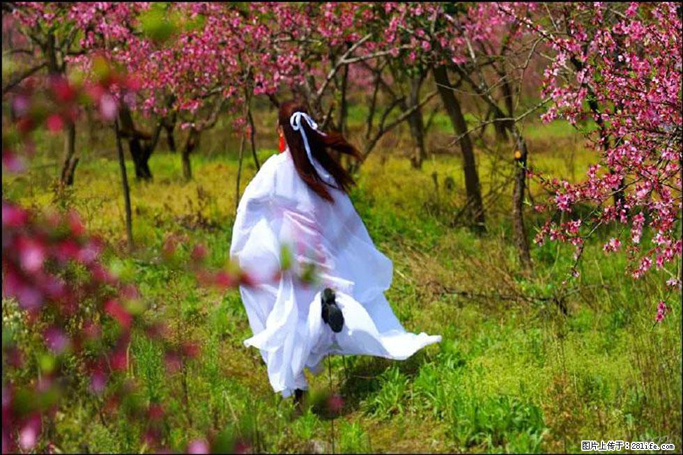 【春天,广西桂林灌阳县向您发出邀请!】官庄村有个醉美的桃花园 - 游山玩水 - 拉萨生活社区 - 拉萨28生活网 lasa.28life.com
