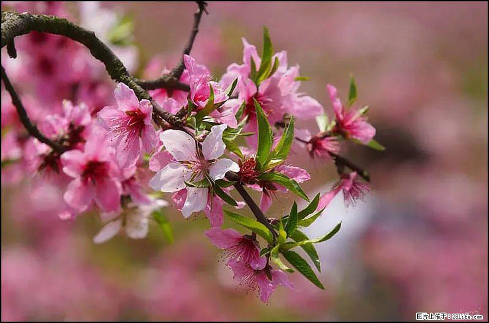 【春天,广西桂林灌阳县向您发出邀请!】官庄村有个醉美的桃花园 - 游山玩水 - 拉萨生活社区 - 拉萨28生活网 lasa.28life.com