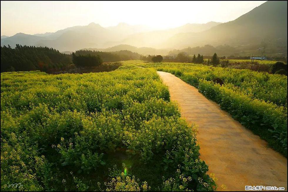 【春天,广西桂林灌阳县向您发出邀请!】长坪村油菜盛情花开 - 游山玩水 - 拉萨生活社区 - 拉萨28生活网 lasa.28life.com