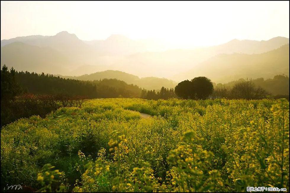 【春天,广西桂林灌阳县向您发出邀请!】长坪村油菜盛情花开 - 游山玩水 - 拉萨生活社区 - 拉萨28生活网 lasa.28life.com