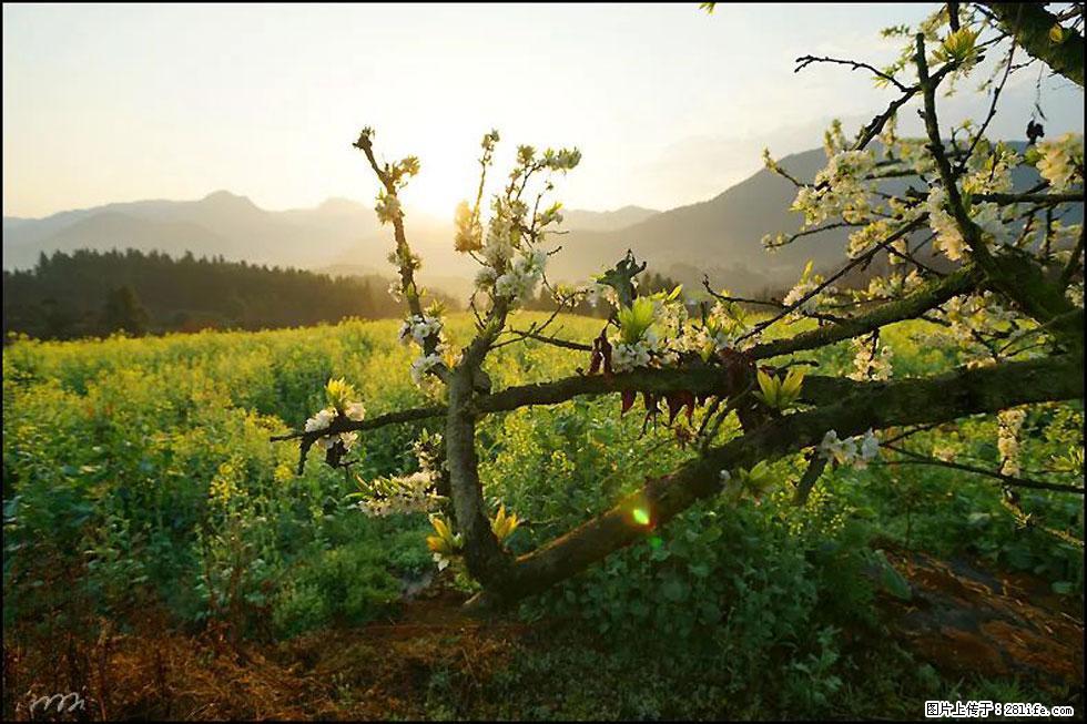 【春天,广西桂林灌阳县向您发出邀请!】长坪村油菜盛情花开 - 游山玩水 - 拉萨生活社区 - 拉萨28生活网 lasa.28life.com