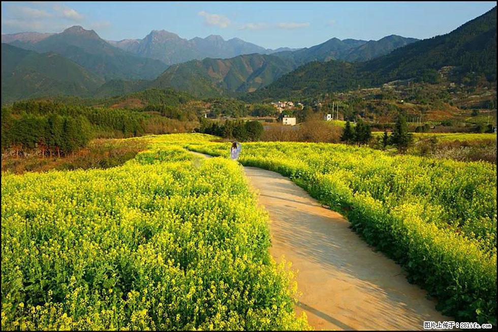 【春天,广西桂林灌阳县向您发出邀请!】长坪村油菜盛情花开 - 游山玩水 - 拉萨生活社区 - 拉萨28生活网 lasa.28life.com