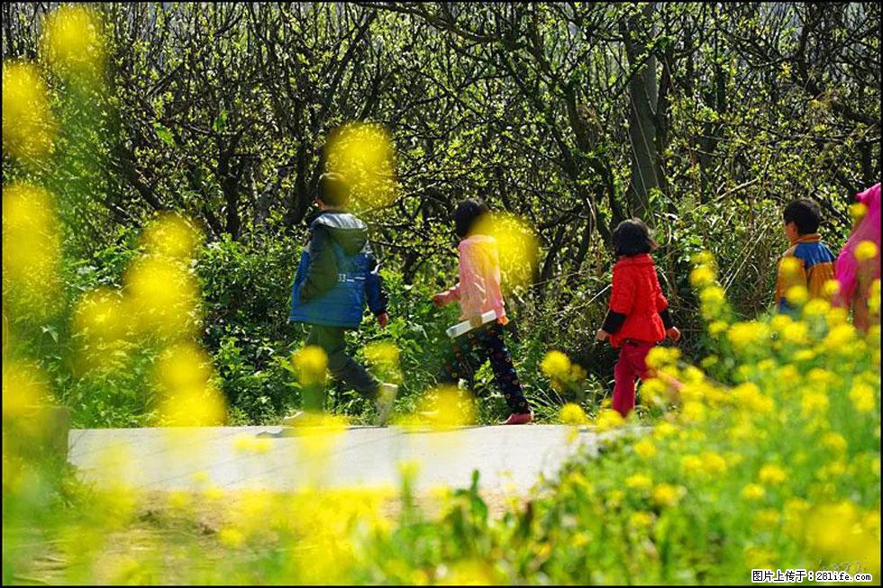 【春天,广西桂林灌阳县向您发出邀请!】长坪村油菜盛情花开 - 游山玩水 - 拉萨生活社区 - 拉萨28生活网 lasa.28life.com