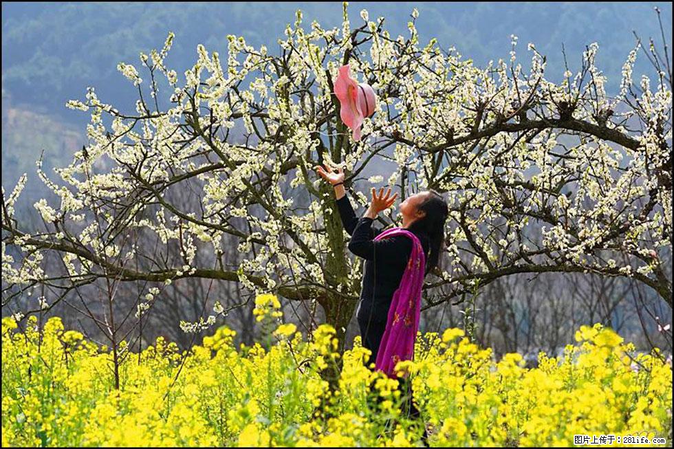【春天,广西桂林灌阳县向您发出邀请!】长坪村油菜盛情花开 - 游山玩水 - 拉萨生活社区 - 拉萨28生活网 lasa.28life.com