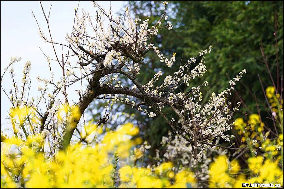 【春天,广西桂林灌阳县向您发出邀请!】长坪村油菜盛情花开 - 游山玩水 - 拉萨生活社区 - 拉萨28生活网 lasa.28life.com