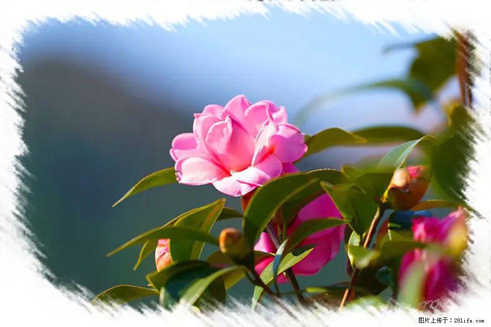 【春天,广西桂林灌阳县向您发出邀请!】杨柳井茶花惹人爱 - 游山玩水 - 拉萨生活社区 - 拉萨28生活网 lasa.28life.com