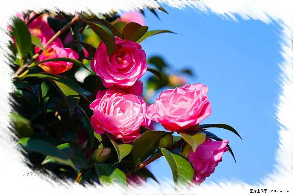 【春天,广西桂林灌阳县向您发出邀请!】杨柳井茶花惹人爱 - 游山玩水 - 拉萨生活社区 - 拉萨28生活网 lasa.28life.com