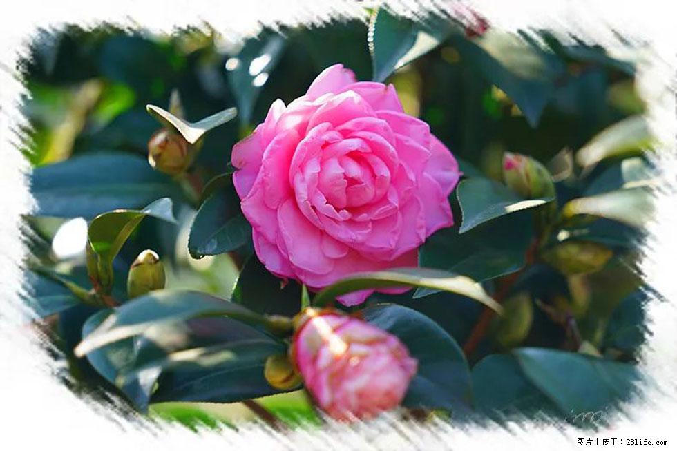 【春天,广西桂林灌阳县向您发出邀请!】杨柳井茶花惹人爱 - 游山玩水 - 拉萨生活社区 - 拉萨28生活网 lasa.28life.com