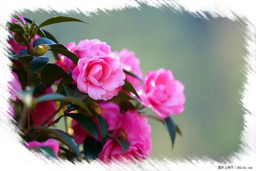 【春天,广西桂林灌阳县向您发出邀请!】杨柳井茶花惹人爱 - 游山玩水 - 拉萨生活社区 - 拉萨28生活网 lasa.28life.com