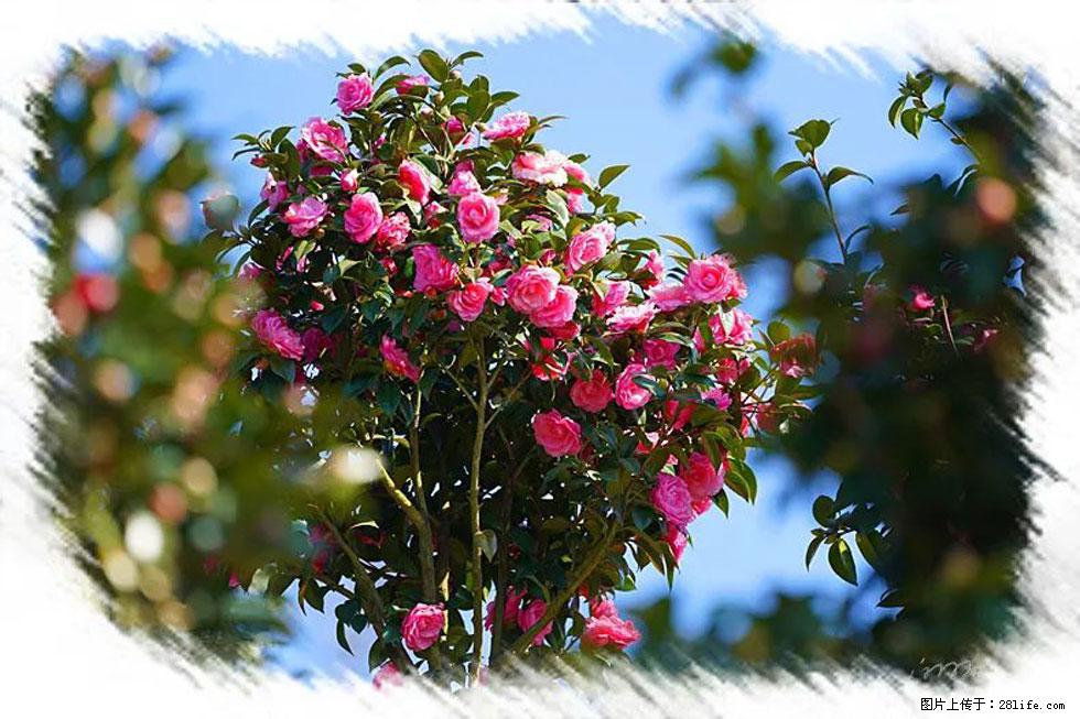 【春天,广西桂林灌阳县向您发出邀请!】杨柳井茶花惹人爱 - 游山玩水 - 拉萨生活社区 - 拉萨28生活网 lasa.28life.com