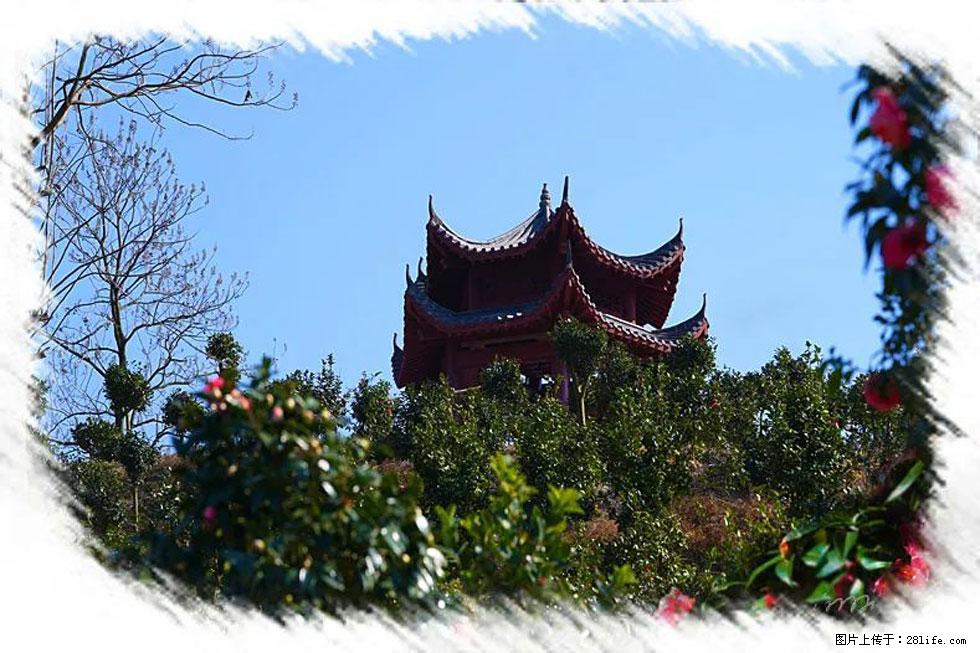 【春天,广西桂林灌阳县向您发出邀请!】杨柳井茶花惹人爱 - 游山玩水 - 拉萨生活社区 - 拉萨28生活网 lasa.28life.com