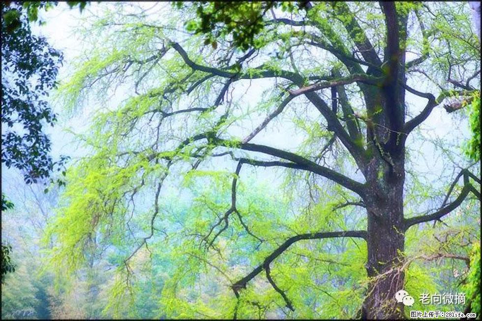 【春天,广西桂林灌阳县向您发出邀请!】在小龙村与春天约会 - 游山玩水 - 拉萨生活社区 - 拉萨28生活网 lasa.28life.com