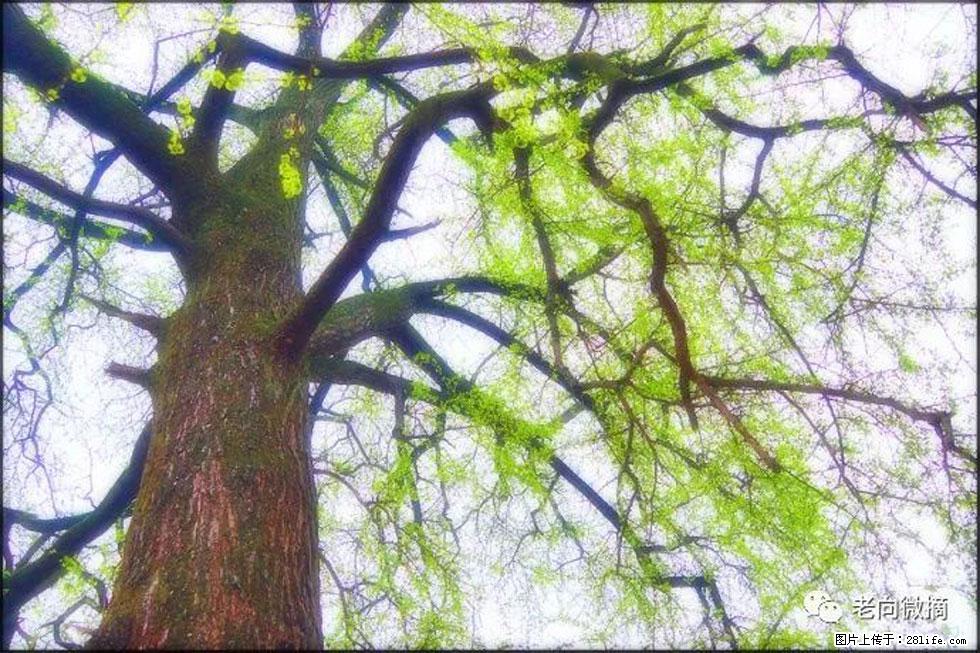 【春天,广西桂林灌阳县向您发出邀请!】在小龙村与春天约会 - 游山玩水 - 拉萨生活社区 - 拉萨28生活网 lasa.28life.com