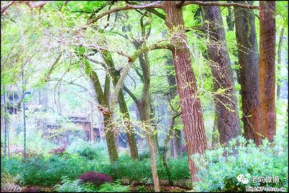 【春天,广西桂林灌阳县向您发出邀请!】在小龙村与春天约会 - 游山玩水 - 拉萨生活社区 - 拉萨28生活网 lasa.28life.com