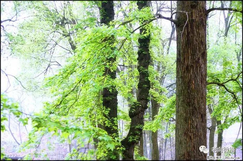 【春天,广西桂林灌阳县向您发出邀请!】在小龙村与春天约会 - 游山玩水 - 拉萨生活社区 - 拉萨28生活网 lasa.28life.com