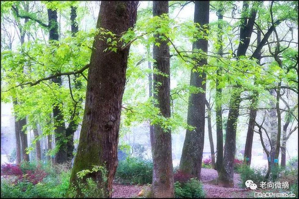 【春天,广西桂林灌阳县向您发出邀请!】在小龙村与春天约会 - 游山玩水 - 拉萨生活社区 - 拉萨28生活网 lasa.28life.com