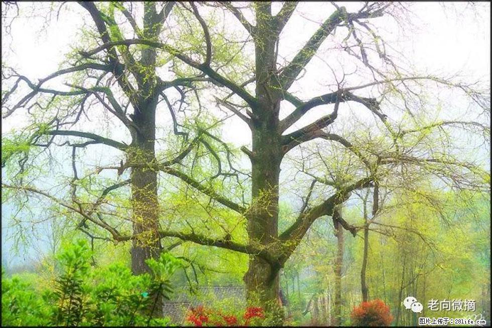 【春天,广西桂林灌阳县向您发出邀请!】在小龙村与春天约会 - 游山玩水 - 拉萨生活社区 - 拉萨28生活网 lasa.28life.com