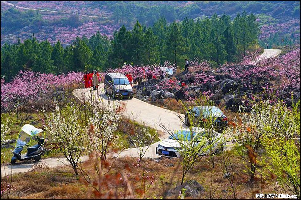 【春天,广西桂林灌阳县向您发出邀请!】望月岭上桃花开 - 游山玩水 - 拉萨生活社区 - 拉萨28生活网 lasa.28life.com