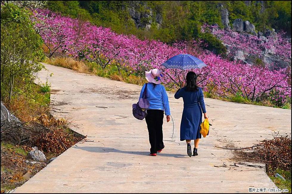 【春天,广西桂林灌阳县向您发出邀请!】望月岭上桃花开 - 游山玩水 - 拉萨生活社区 - 拉萨28生活网 lasa.28life.com