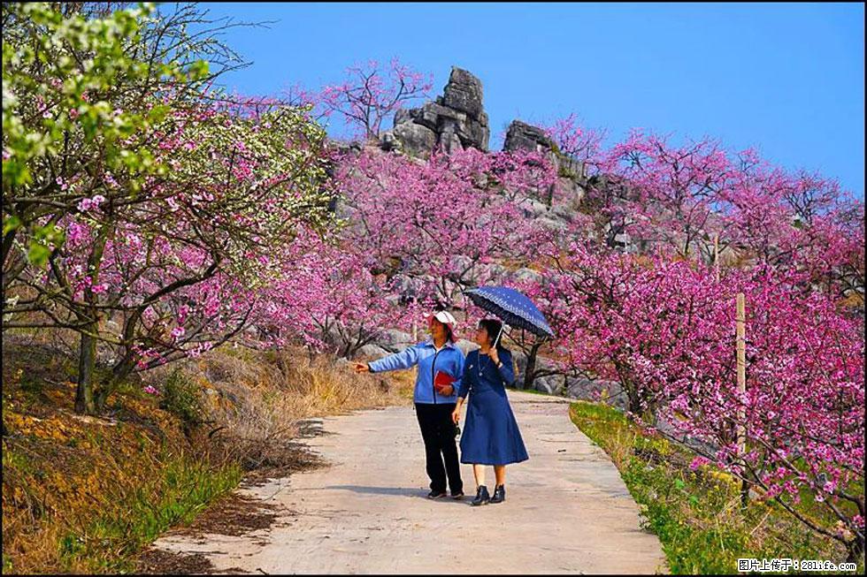 【春天,广西桂林灌阳县向您发出邀请!】望月岭上桃花开 - 游山玩水 - 拉萨生活社区 - 拉萨28生活网 lasa.28life.com