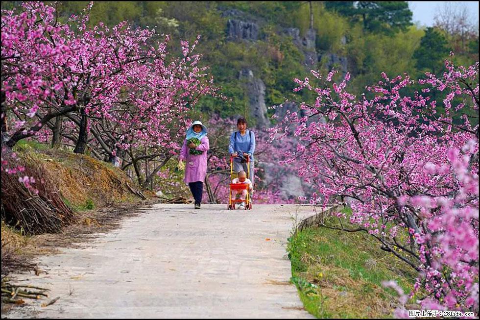 【春天,广西桂林灌阳县向您发出邀请!】望月岭上桃花开 - 游山玩水 - 拉萨生活社区 - 拉萨28生活网 lasa.28life.com