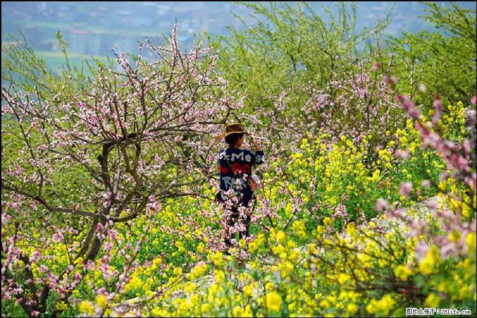 【春天,广西桂林灌阳县向您发出邀请!】望月岭上桃花开 - 游山玩水 - 拉萨生活社区 - 拉萨28生活网 lasa.28life.com