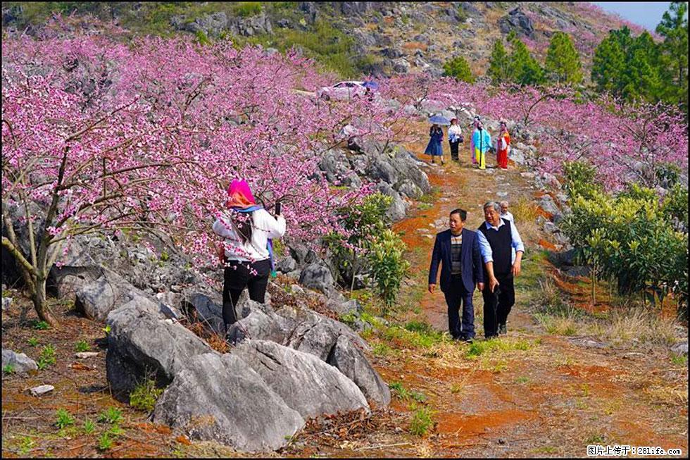 【春天,广西桂林灌阳县向您发出邀请!】望月岭上桃花开 - 游山玩水 - 拉萨生活社区 - 拉萨28生活网 lasa.28life.com