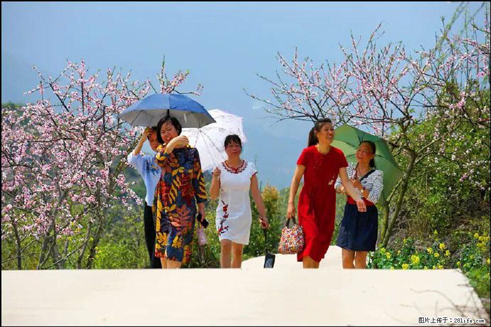 【春天,广西桂林灌阳县向您发出邀请!】望月岭上桃花开 - 游山玩水 - 拉萨生活社区 - 拉萨28生活网 lasa.28life.com