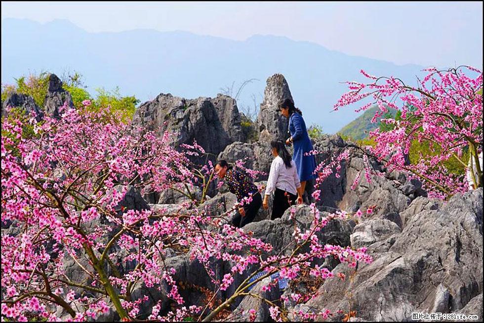 【春天,广西桂林灌阳县向您发出邀请!】望月岭上桃花开 - 游山玩水 - 拉萨生活社区 - 拉萨28生活网 lasa.28life.com